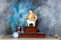 Russell Terrier #11 Sat WDBOWOHBOBM Judge Elizabeth Muthard