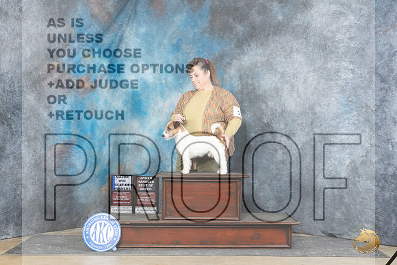 Russell Terrier #11 Sat WDBOWOHBOBM Judge Elizabeth Muthard__JP_4945_Fayetteville2024_HR3