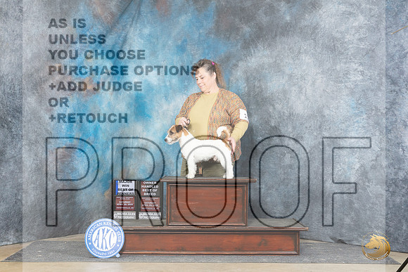 Russell Terrier #11 Sat WDBOWOHBOBM Judge Elizabeth Muthard__JP_4948_Fayetteville2024_HR3