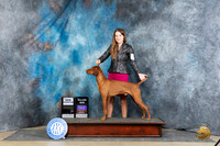 Vizsla #5 Thur BOBOHBOBMCH Judge Ronald Freeman TULSA