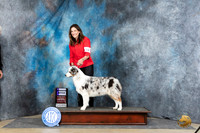 Australian Shepherd #14 Sat WB Judge Denny Mounce