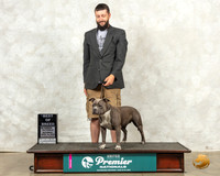 American Bully #694 Sat BOB Judge Karen Hynek