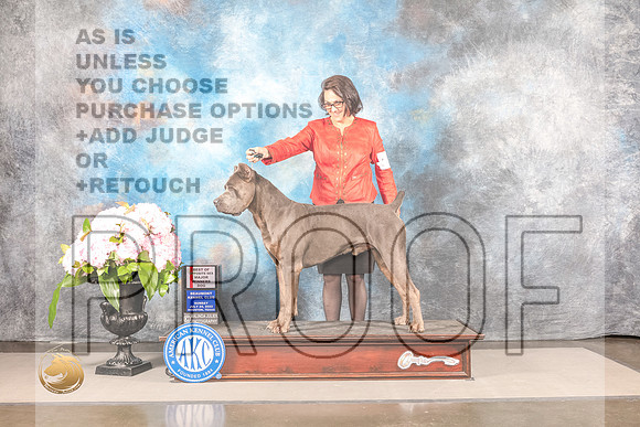 Cane Corso #7 SUN WD BOS Major Judge Ken MurrayCane Corso #7 SUN WD BOS Major Judge Ken Murray_MJ_8231_Houston_2022_HR3_Houston_2022_HR3