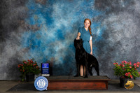 Cane Corso #7 Sat WDBOW Judge Paul F Willhauck