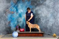 Australian Cattle Dog #14 Sat OHG1 Judge Charles Olvis