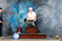 Cairn Terrier #5 Sat BOS Judge Elizabeth Muthard