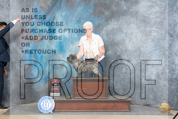 Cairn Terrier #5 Sat BOS Judge Elizabeth Muthard__JP_5005_Fayetteville2024_HR3