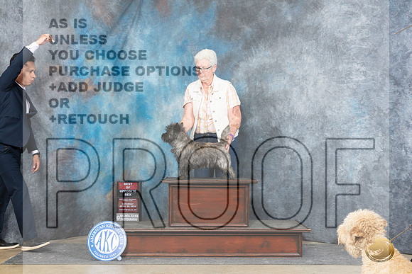 Cairn Terrier #5 Sat BOS Judge Elizabeth Muthard__JP_5006_Fayetteville2024_HR3