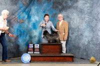 Cairn Terrier #7 Sat WDCH Judge Elizabeth Muthard