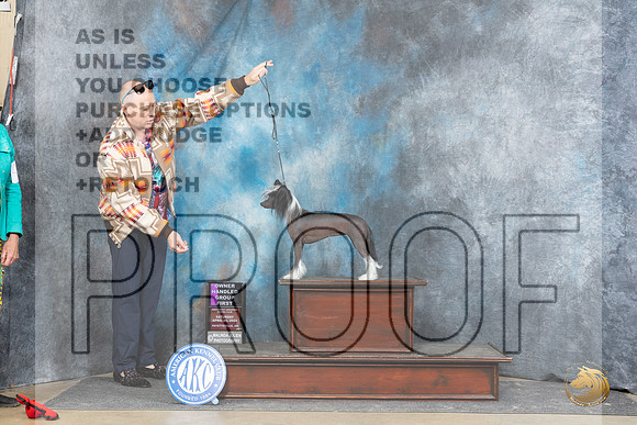 Chinese Crested #8 Fri OHG1 Judge Scott Toney r__JP_5206_Fayetteville2024_HR3