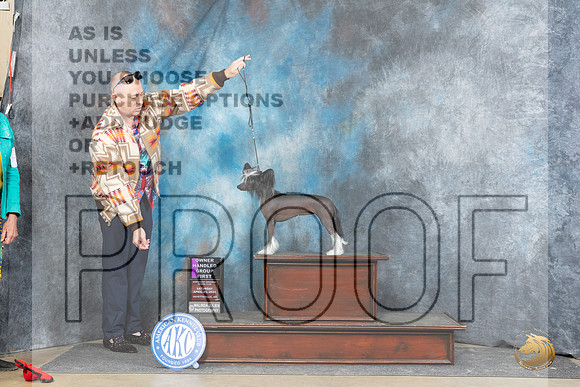 Chinese Crested #8 Fri OHG1 Judge Scott Toney r__JP_5208_Fayetteville2024_HR3