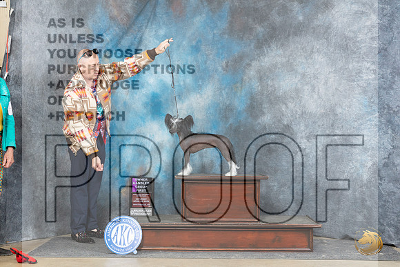 Chinese Crested #8 Fri OHG1 Judge Scott Toney r__JP_5209_Fayetteville2024_HR3