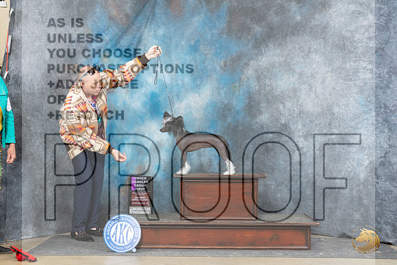 Chinese Crested #8 Fri OHG1 Judge Scott Toney r__JP_5215_Fayetteville2024_HR3