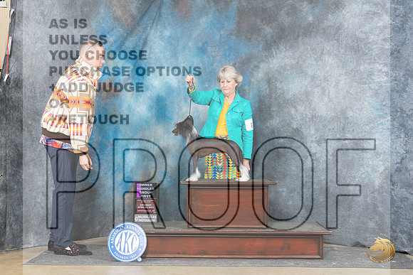 Chinese Crested #8 Fri OHG1 Judge Scott Toney r__JP_5216_Fayetteville2024_HR3