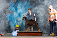 Doberman Pinscher #44 Sat G3 Judge Elizabeth Muthard