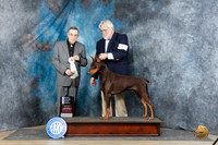 Doberman Pinscher #5 Sat OHG4 Judge Michael Benson