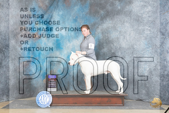 Dogo Argentino #5 Fri BOBOHBOB Judge Carolyn Herbel r__JP_4991_Fayetteville2024_HR3