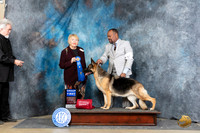 German Shepherd Dog #18 Sat G1 Judge Carol White Moser