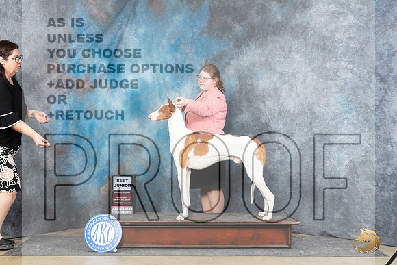 Ibizan Hound #J28 Sat BJr Judge Michael Benson__JP_5043_Fayetteville2024_HR3