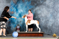 Ibizan Hound #J28 Sat BJr Judge Michael Benson