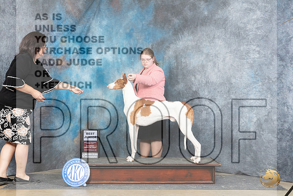 Ibizan Hound #J28 Sat BJr Judge Michael Benson__JP_5042_Fayetteville2024_HR3