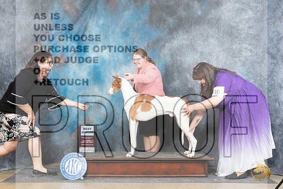 Ibizan Hound #J28 Sat BJr Judge Michael Benson__JP_5045_Fayetteville2024_HR3