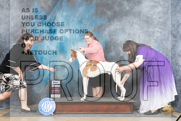 Ibizan Hound #J28 Sat BJr Judge Michael Benson__JP_5046_Fayetteville2024_HR3