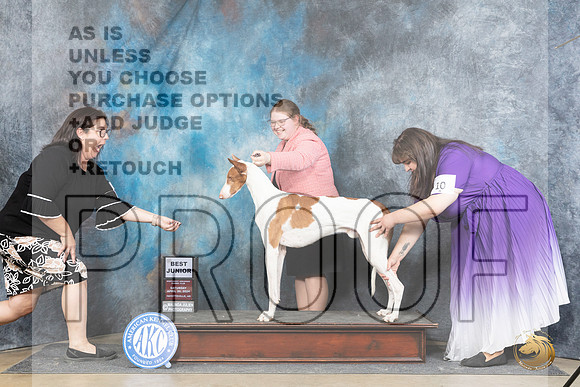 Ibizan Hound #J28 Sat BJr Judge Michael Benson__JP_5047_Fayetteville2024_HR3