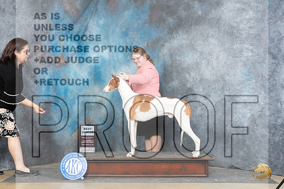 Ibizan Hound #J28 Sat BJr Judge Michael Benson__JP_5051_Fayetteville2024_HR3