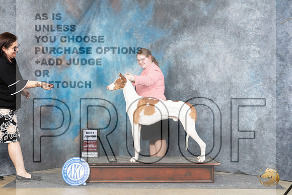 Ibizan Hound #J28 Sat BJr Judge Michael Benson__JP_5053_Fayetteville2024_HR3