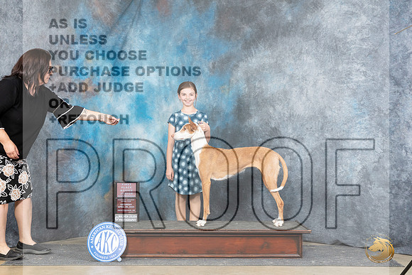 Ibizan Hound #J5 Sat NovJr1 Judge Michael Benson__JP_5026_Fayetteville2024_HR3
