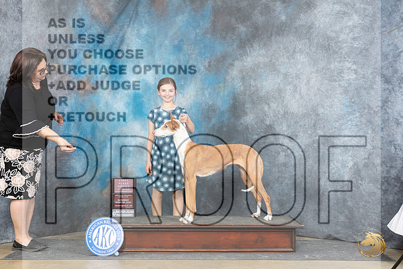 Ibizan Hound #J5 Sat NovJr1 Judge Michael Benson__JP_5032_Fayetteville2024_HR3
