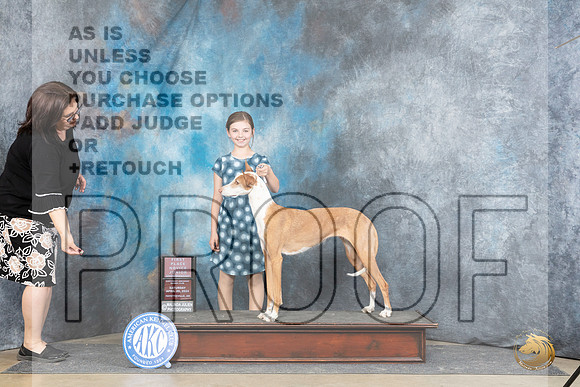 Ibizan Hound #J5 Sat NovJr1 Judge Michael Benson__JP_5035_Fayetteville2024_HR3