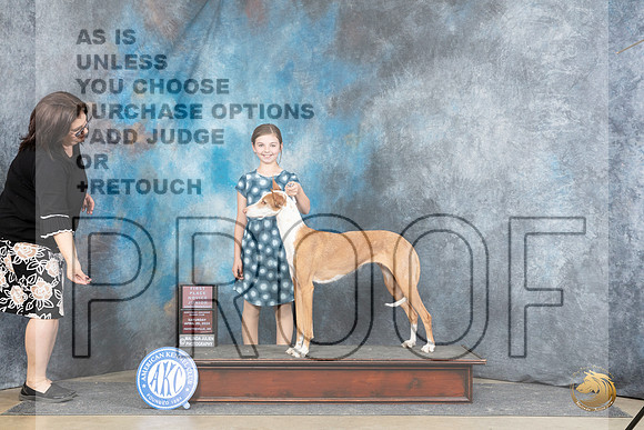 Ibizan Hound #J5 Sat NovJr1 Judge Michael Benson__JP_5034_Fayetteville2024_HR3