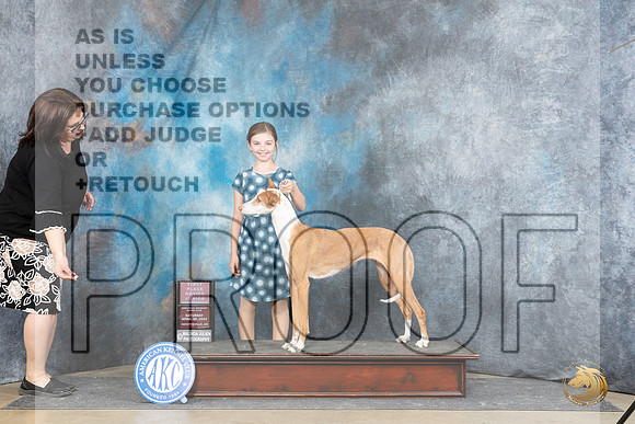 Ibizan Hound #J5 Sat NovJr1 Judge Michael Benson__JP_5036_Fayetteville2024_HR3