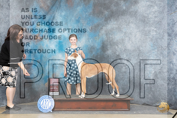 Ibizan Hound #J5 Sat NovJr1 Judge Michael Benson__JP_5037_Fayetteville2024_HR3