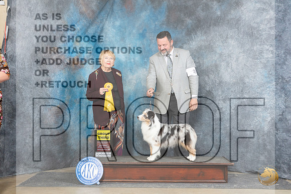 Miniature American Shepherd #20 Sat G3 Judge Carol White Moser__JP_5258_Fayetteville2024_HR3