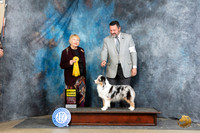 Miniature American Shepherd #20 Sat G3 Judge Carol White Moser