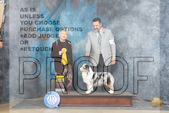Miniature American Shepherd #20 Sat G3 Judge Carol White Moser__JP_5257_Fayetteville2024_HR3