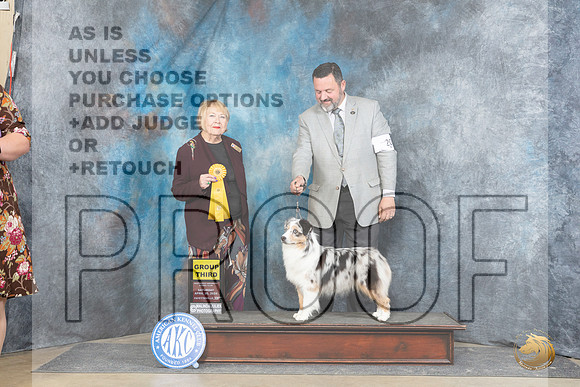 Miniature American Shepherd #20 Sat G3 Judge Carol White Moser__JP_5259_Fayetteville2024_HR3