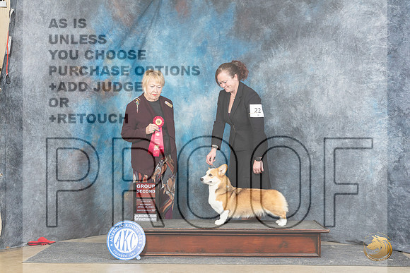Pembroke Welsh Corgi #22 Sat G2 Judge Carol White Moser__JP_5254_Fayetteville2024_HR3