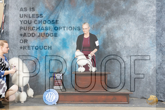 Poodle Toy #14 Sat BOBM Judge Michael Benson__JP_5228_Fayetteville2024_HR3
