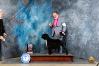 Portuguese Water Dog #6 Sat WBBOS Judge Charles Olvis
