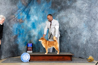 Shiba #5 Sat WDBOW Judge Carolyn Herbel