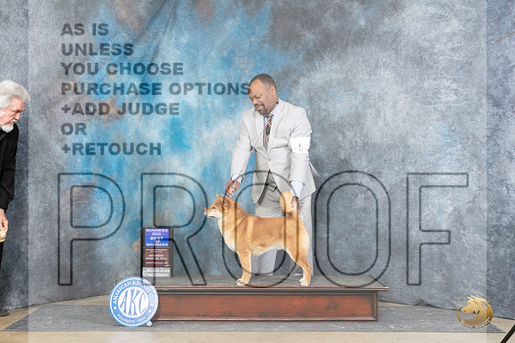 Shiba #5 Sat WDBOW Judge Carolyn Herbel__JP_5058_Fayetteville2024_HR3