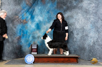 Border Collie #10 Sat G4 Judge Carol White Moser