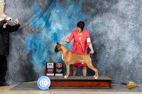 Boxer #21 Sat WDBOSMCH Judge Charles Olvis