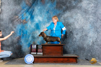 Dachshund Wirehaired #18 Sat BOV Judge Carolyn Herbel OHG3 Judge Charles Olvis
