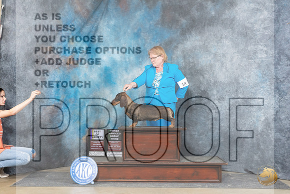 Dachshund Wirehaired #18 Sat BOV Judge Carolyn Herbel OHG3 Judge Charles Olvis__JP_5349_Fayetteville2024_HR3