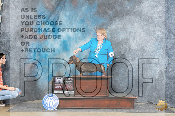 Dachshund Wirehaired #18 Sat BOV Judge Carolyn Herbel OHG3 Judge Charles Olvis__JP_5355_Fayetteville2024_HR3